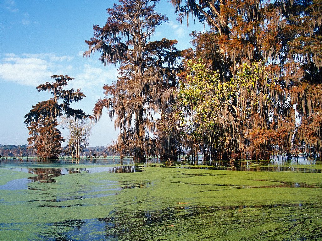 Atchafalaya Basin, Louisiana